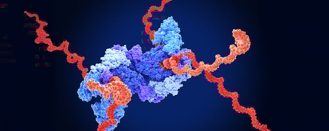Enzymes Designed for Your Assay – Not a One-Size-Fits-All Approach