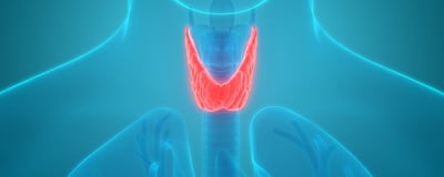 Understanding Thyroid Hormones: Functions and Imbalances