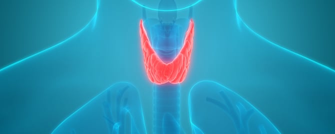 Understanding Thyroid Hormones: Functions and Imbalances