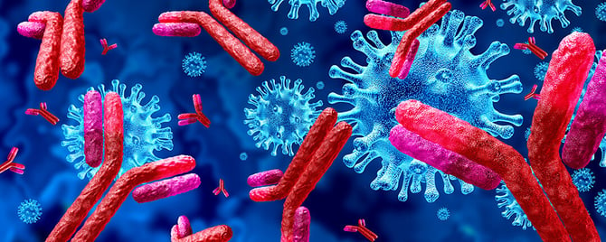 Scalability Case Study: 1 kg of Human igG-Binding Antibody